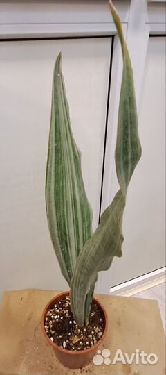 Сансевиерии сортовые