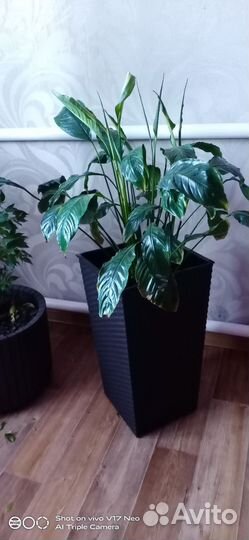 Комнатные цветы