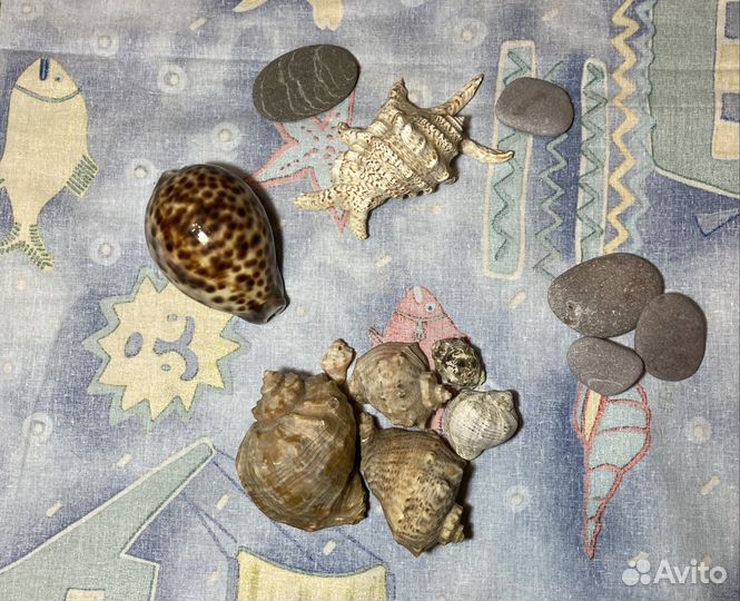 Морские ракушки