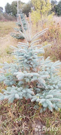 Саженцы ель голубая