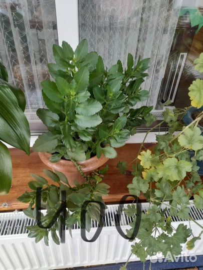 Комнатные растения