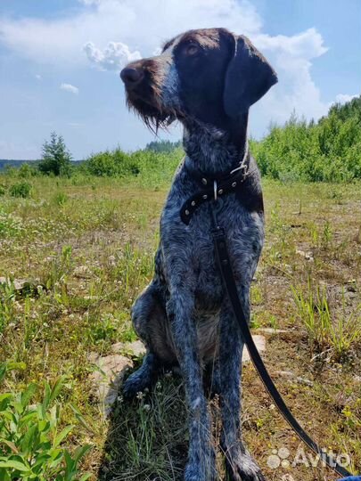 Дратхаар вязка