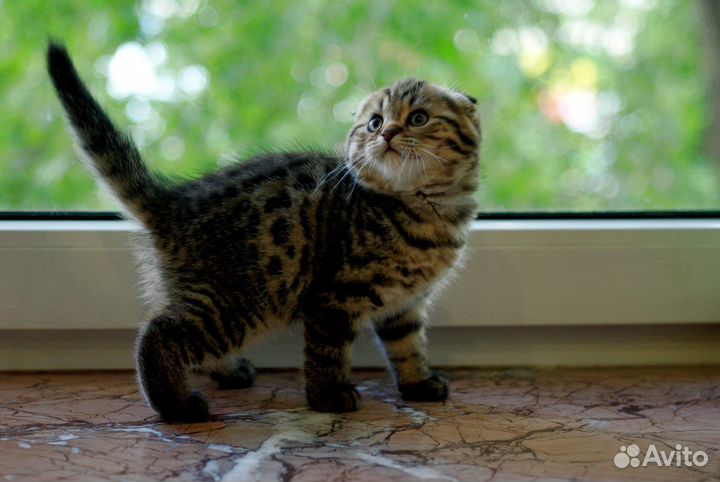 Шотландские котята