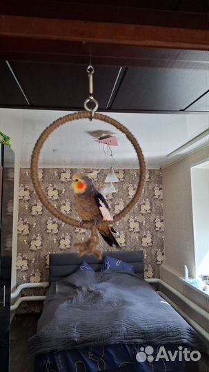 Кольцо для попугая