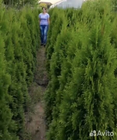 Туя смарагд,Даника,брабант,пирамидалис-питомник