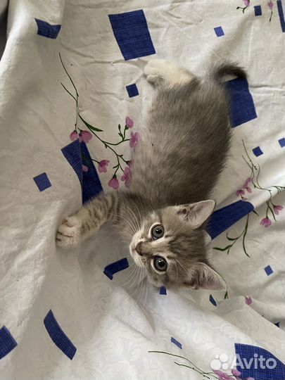 Серый котенок