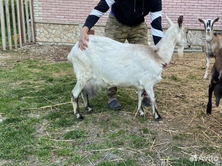 Козы нубийские и альпийские