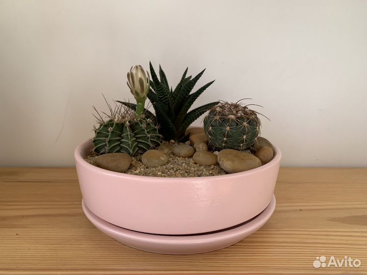 Композиция в розовом горшке, с цветущим кактусом