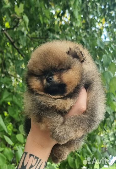 Померанский шпиц мини