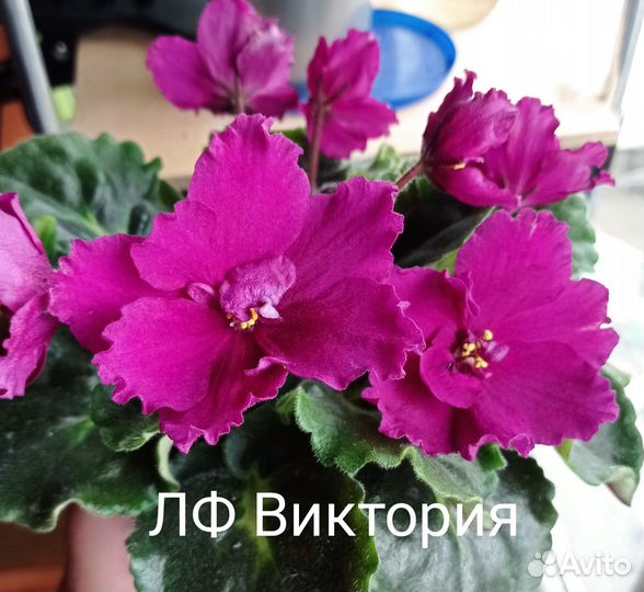 Фиалки сортовые, укоренённые листы, от 25 р