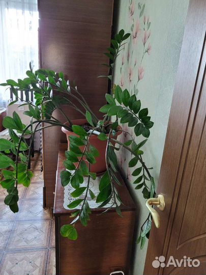 Замиокулькас большой