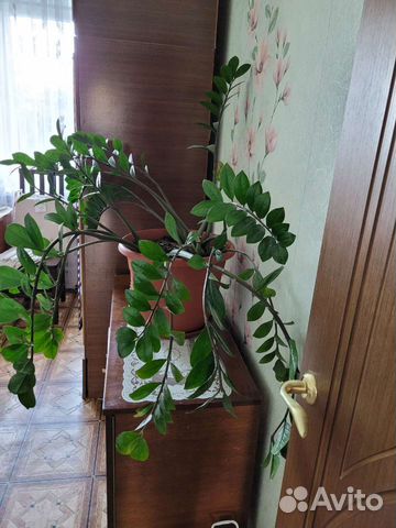 Замиокулькас большой