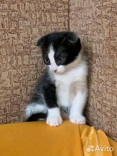 Кошки в добрые руки бесплатно