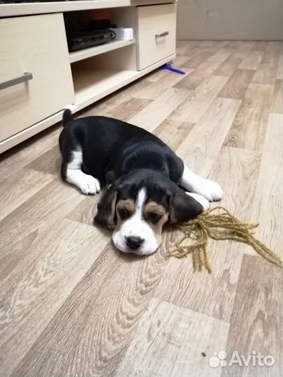 Малыши Бигль