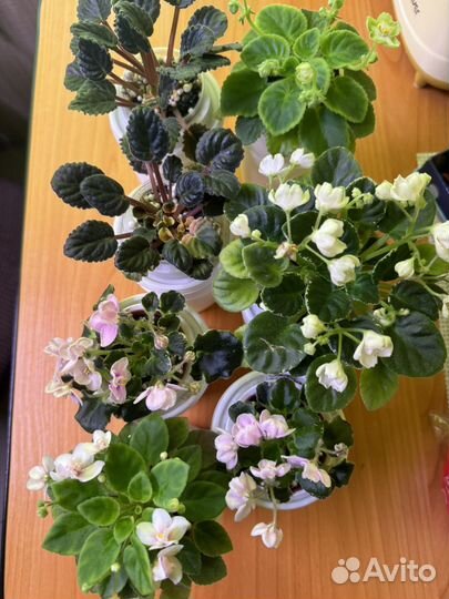 Фиалка сортовая