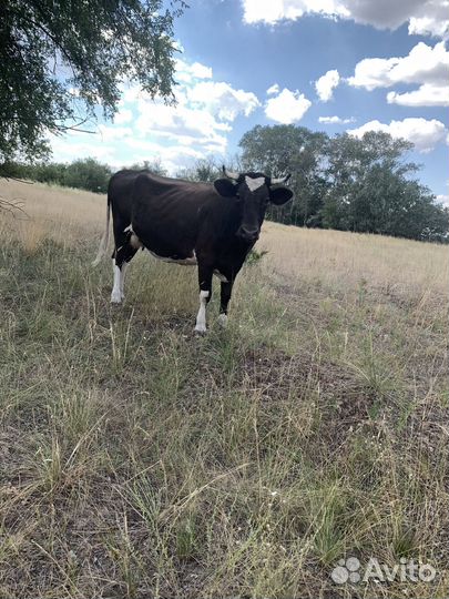 Коровы,телки