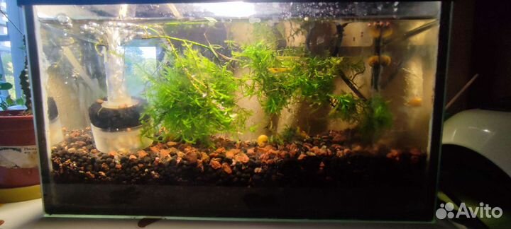 Аквариум с креветками