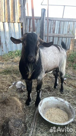 Козел альпийский