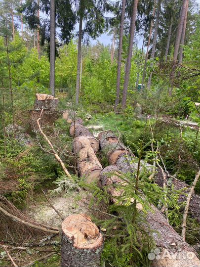 Дрова бесплатно