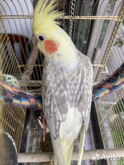 2 Попугая карелла с клеткой