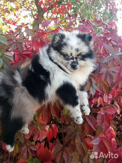 Редкостный красавец