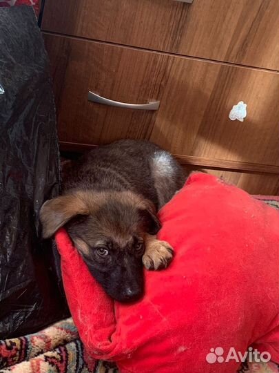 Малыш в беде. Ищем дом