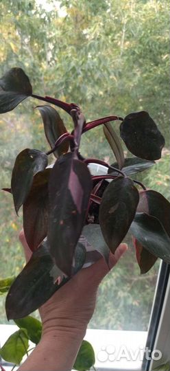 Домашние растения