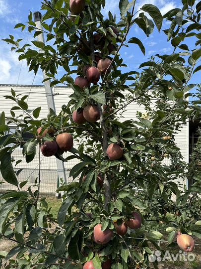 Яблоки сорта Местар