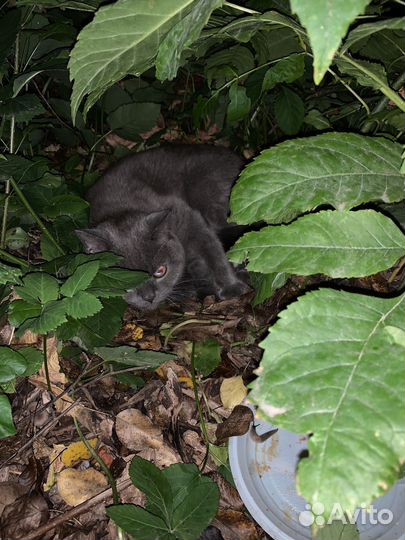 Кошка с котятами