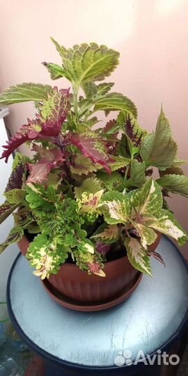 Колеусы 7 сортов