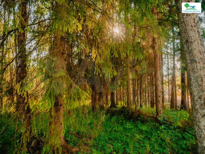 Участок 12 сот. (СНТ, ДНП)