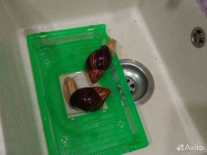 Улитки ахатины бесплатно