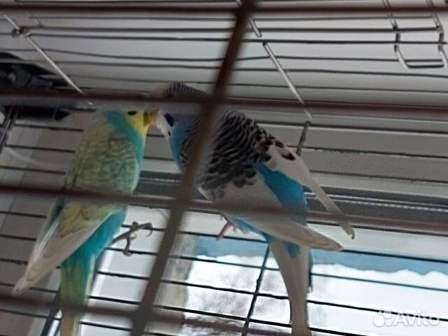 Волнистые попугаи вместе с клеткой
