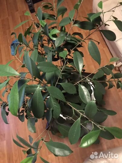 Фикус Ретуза Грин