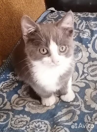 Котята (мальчики) в добрые руки
