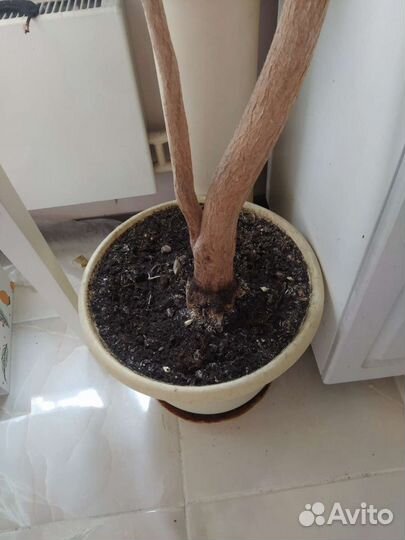 Драцена огромная