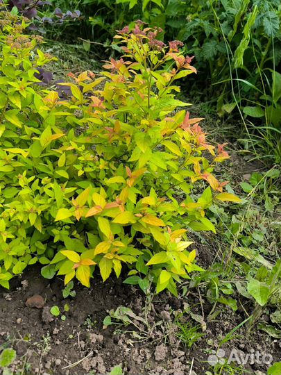 Декоративные кустарники