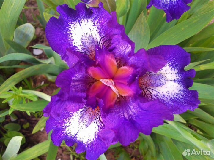 Ирисы карликовые корни