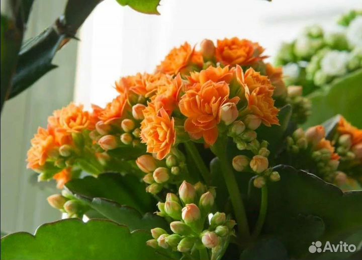 Каланхоэ каландива, оранжевый