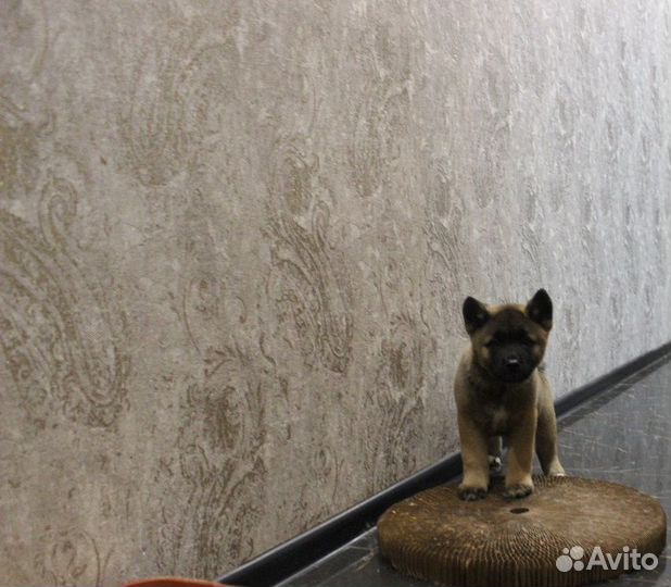Ам. акита малыши