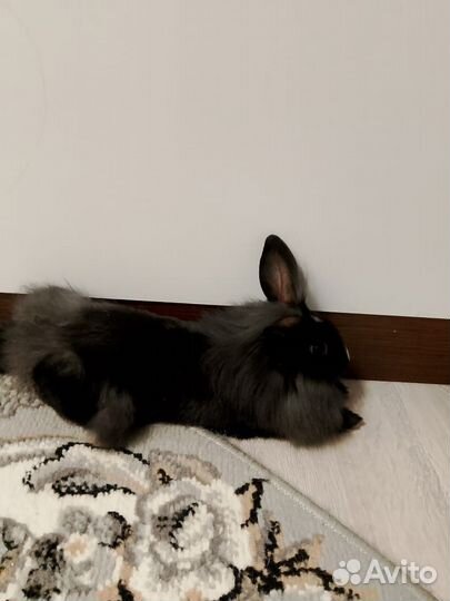 Декоративные кролики