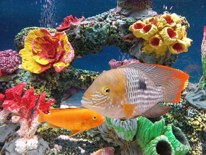 Малек цихлид