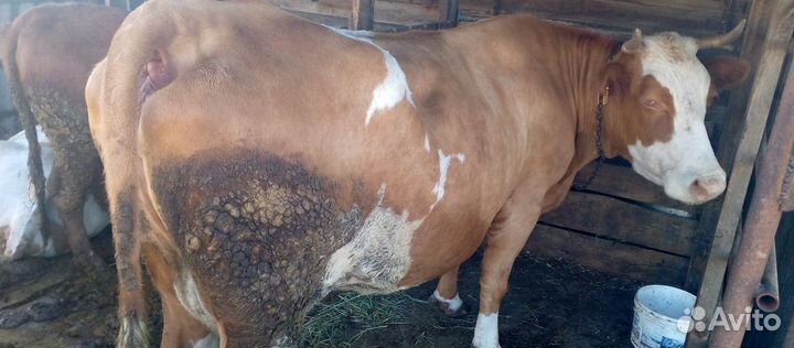 Корова дойная