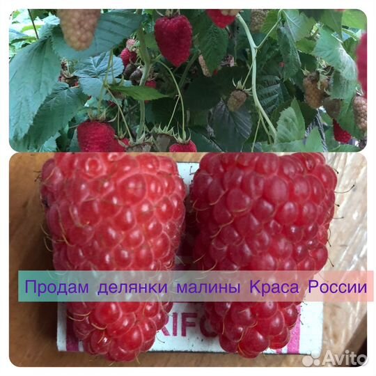 Саженцы малины Краса России