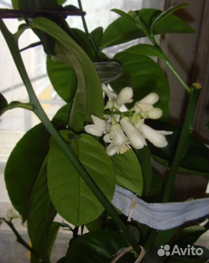 Лимон Мейера