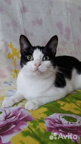 Кошка Ариша в добрые руки