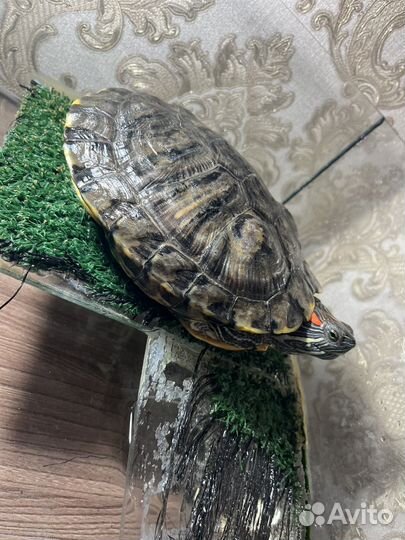 Красноухая черепаха