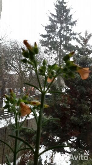 Золотой ус и Бриофилум