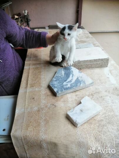 Отдаем котят