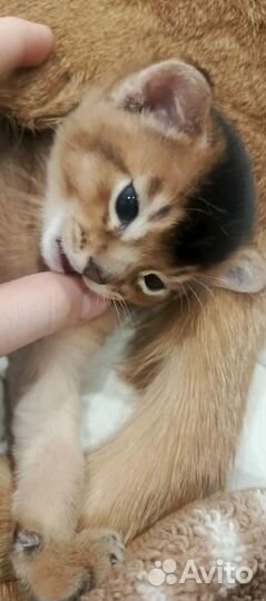 Абиссинский котенок